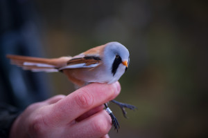 naturum Tåkern: Fågelskådningens dag