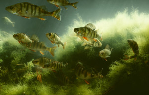 naturum Tåkern: Fiskens dag