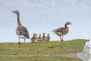 Påsklov på naturum Tåkern