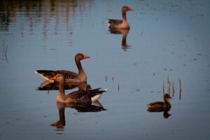 Naturskyddsföreningen Vadstena: Naturnatten vid Tycklingeudden