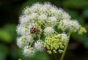 Naturskyddsföreningen Vadstena: De vilda blommornas dag, Sättra ängar