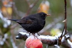 naturum Tåkern: Vinterfåglar inpå knuten