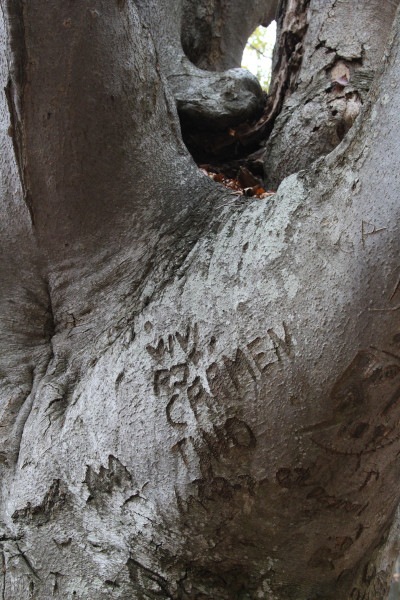 Beech forest nature reserve. Photo: Bernd Beckmann