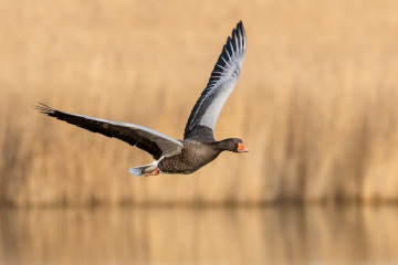 Greylag goose. Photo: Rolf Jansson
