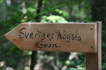 Signpost pointing to Swedens highest fir